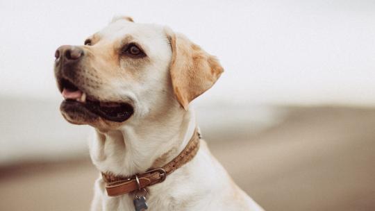 Las mascotas en el ámbito laboral Las mascotas en el ámbito laboral
